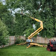 How Our Tree Care Process Works  in  Teviston, CA